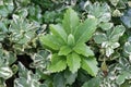 Japanese Pachysandra terminalis Variegata, leaf wreath Royalty Free Stock Photo